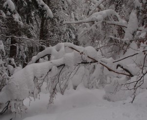 Der schwere Schnee beugt die Bäume